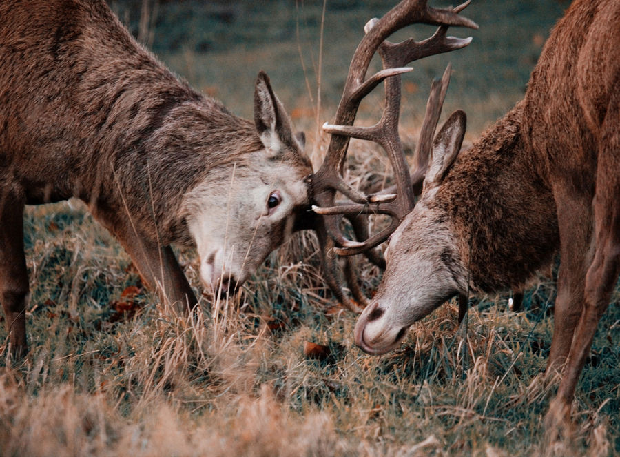 Deer at East Canyon Resort
