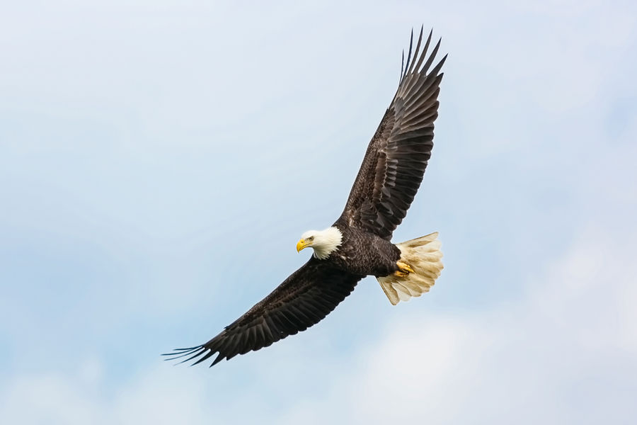 Eagle at East Canyon Resort